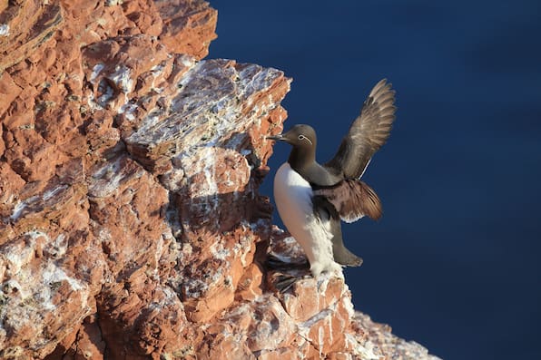 Lummensprung auf Helgoland: Wann springen die Küken 2026 in die Nordsee? Und warum?